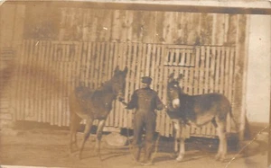 D92/ Horse Animal Real Photo RPPC Postcard c1910 Training Occupational Work 10 - Picture 1 of 2