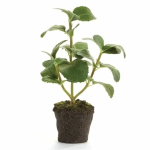 CONSERVATORY MINT HERB DROP-IN 8-INCH - Bild 1 von 1