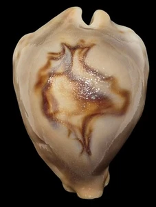 Shell CYPRAEA FULTONI AMORIMI Mozambique 66,2 mm # THE REAL THING - Picture 1 of 4