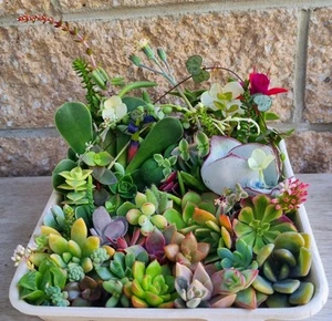 SUCCULENT Colour Variety Pack Cuttings Echeveria Sedum Senecio Collectors Mix X - Picture 1 of 14