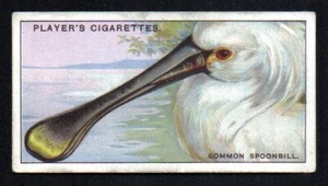 THE COMMON SPOONBILL 1929 JOHN PLAYER CIGARETTES CURIOUS BEAKS #45 EX NO CREASES - Picture 1 of 2