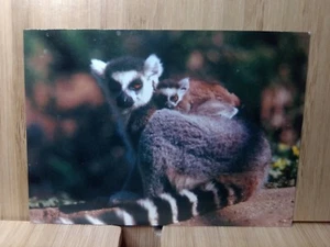 Tarjeta coleccionable #62 del zoológico de San Diego LÉMUR 1993 cola anillada - Imagen 1 de 2