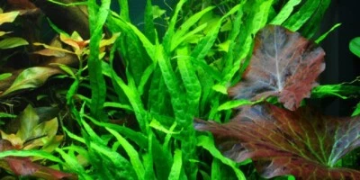 MICROSORIUM PTERROPUS NARROW ONE BUNDLE-Freshwater Aquatic Live Plants  - Image 1 of 2