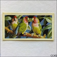 Brooke Bond Tea Card Tropical Birds 1961 #6 Peach or Rosy Faced Lovebird (CC45)