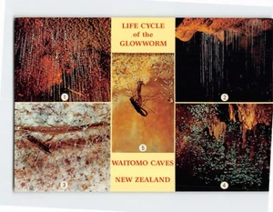 Postcard Life Cycle of the Glowworm Waitomo Caves - Picture 1 of 2