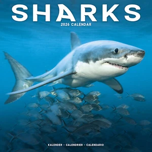 Calendario Tiburones 2026 Regalo Pared del Océano 15% DE DESCUENTO VARIOS PEDIDOS - Imagen 1 de 8