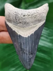 8,8 cm blauer dolchförmiger Zahn des Megalodon aus dem Bone Valley - Hai Fossil - Bild 1 von 6
