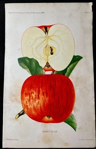 Antiguo 1889 GARFIELD APPLE Libro Pomólogo Reporte Placa IV LITOGRAFÍA - Imagen 1 de 12