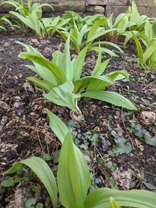 200++ Ramp seeds, ramp and wild leek, Allium tricoccum (wild harvested). - Picture 1 of 7