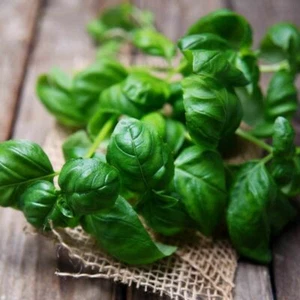 300 SWEET BASIL SEEDS NON - GMO FRESH HARVEST FOR GARDENS - Picture 1 of 1