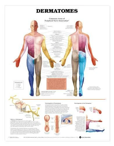 DERMATOMES Laminated Wall Chart 20" x 26" Classroom/Professional LFA #98022 - Image 1 of 1