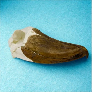 SCHUHSCHNABEL SCHÄDEL REPLIKAT - Bild 1 von 2