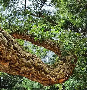 Quercus suber - - Sughera | Quercia da Sughero | - Foto 1 di 4
