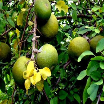 10 Bael Fruit Tree Seeds (Aegle marmelos) Bengal Quince Stone Apple Plant RARE! - Image 1 of 4
