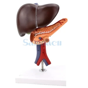 Escuela de Medicina modelo de duodeno hepatopancreático humano de 2 partes de PVC - Imagen 1 de 5
