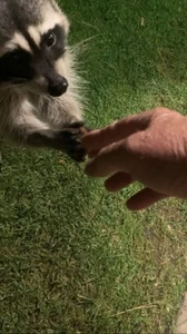 Genuine Autographed Pezium￼ II - Picture 1 of 1