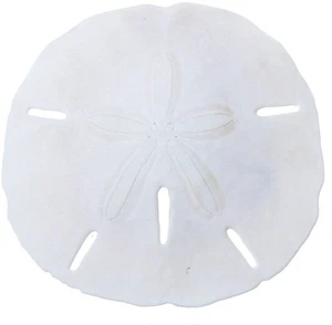 12 dólares de arena redondos reales naturales medianos a granel conchas 2,5-3" (juego de 12) - Imagen 1 de 1