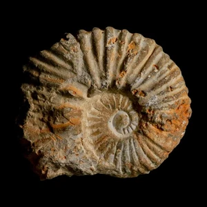3.2" Acanthoceras Ammonite Fossil Agadir Morocco 360 Million Year Old COA - Picture 1 of 8