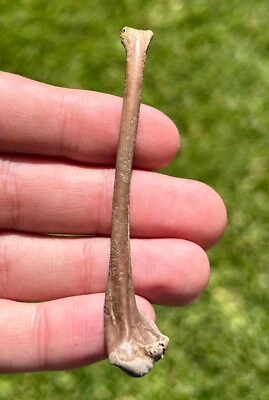 NICE Fossil Bird Bone Avian Rare Pleistocene Florida Ice Age - Image 1 of 3