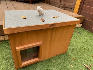 small kennel for cats