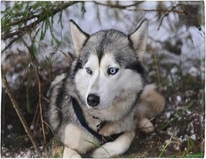 Soft Fleece Blanket - Siberian Husky 100 x 150 cm Throw Suitable for Sofa or Bed - Picture 1 of 5