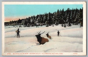 Postcard Elk Stalled in Snow, Hayden Valley, Yellowstone National Park, Wyoming - Picture 1 of 2