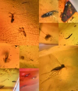 10 pieces authentic Myanmar insect Amber specimen fossil dinosaur age 4.13-17 - Picture 1 of 12