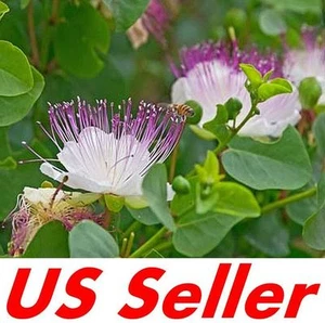 Caper Bush Seeds G87, 20 Seeds, Capparis Spinosa Seeds - Picture 1 of 2