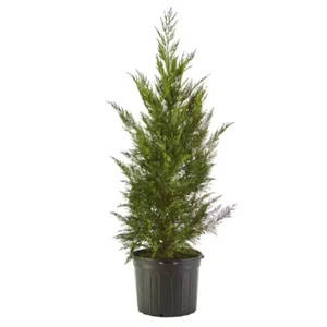 2.25 Gal. Leyland Cypress Evergreen Tree With Green Foliage - Picture 1 of 1