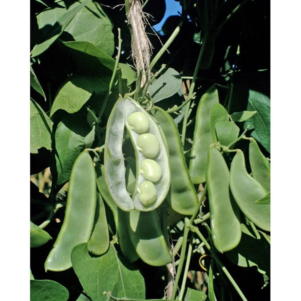 BEAN SEEDS KING OF GARDEN LIMA POLE BEAN SEEDS Vegetable Garden Pole Bean Seeds - Image 1 of 1