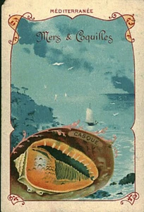 Image ancienne chromo mers et coquilles Méditerranée casque - Imagen 1 de 2