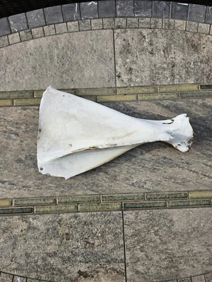 Hueso de hombro de escápula de caballo salvaje grande RARO del estado de Washington Eastern Wa Foto 1 de 4