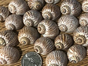 25 PEQUEÑAS CAPARAZONES MEDIANAS DE MAR NÁUTICA TIGERINA - ARTESANÍA O CANGREJO ERMITAÑO - Imagen 1 de 7