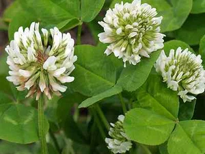 White Clover Seed "Trifoluim Reopens"Lawn Grass 100g,(Approx 15000 Seeds) - Picture 1 of 1