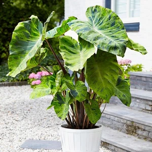 Garden State Bulb Premium Mojito Elephant Ear Bulbs, 7/9 inches, Spring - Picture 1 of 12