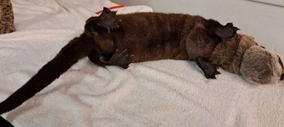 montaje suave, nutria, taxidermia, nutria de río, montaje suave posible Foto 1 de 4