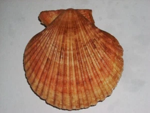 MIMACHLAMYS SANGUINEA JUMBOOOOOO - Bild 1 von 2