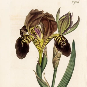 SCARCE 1806 CURTIS BOTANICAL Hand-Colored Engraving No. 986 IRIS LURIDA - Picture 1 of 7