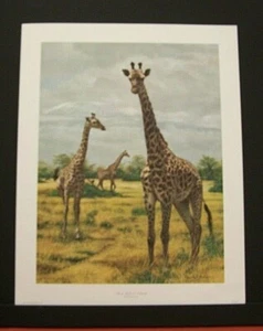 Impresión de edición limitada firmada por Charles Frace "Jirafas masai en Amboseli" jirafa - Imagen 1 de 2