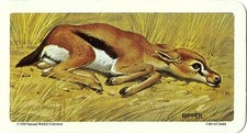 RED ROSE TEA CARD, SERIES: ANIMALS AND THEIR YOUNG, THOMSON`S GAZELLE