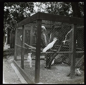 Magic Lantern Slide COCKATOOS AT TAILWAGGERS VICTORIA C1949 VINTAGE PHOTO - Picture 1 of 2