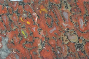 Red Agatized Dinosaur Bone Slab, Utah, EX Shirley Collection, 50 grams - Picture 1 of 6