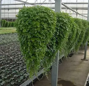 10 Seeds Emerald Falls Dichondra Argentea Kidney Weed Ponys Foot Cascading Plant - Foto 1 di 3