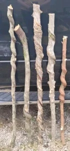 BEAUTIFUL!! Set of 5 FRESH Cut Vine Twisted Stick with Bark~ Read Description - Picture 1 of 3