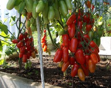 Tomato Seeds Kibits Ukraine Heirloom Vegetable Seeds