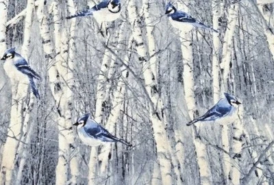 Timeless  Treasures - Christmas - Winter Blue Jays  Quilting and Crafting Fabric - Image 1 of 2