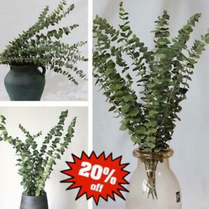 10pcs Natural Dried Flower Eucalyptus Branches Leaves Bouquet Home Decors Tools