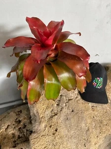 Bromeliad Neoregelia 'Rosie Glow' - Picture 1 of 3