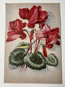 Antigua tarjeta postal de flores de ciclamen alemán victoriano Alemania - Imagen 1 de 6
