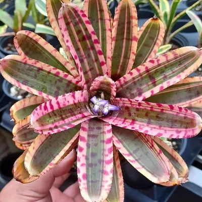 BUY 3 SAVE 15% BROMELIAD Neoregelia AVANT-GARDE Offset • Colorful Skotak Mini - Image 1 of 4